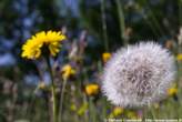 20060615_103211 Taraxacum alpinum - Dente di Leone alpino.jpg